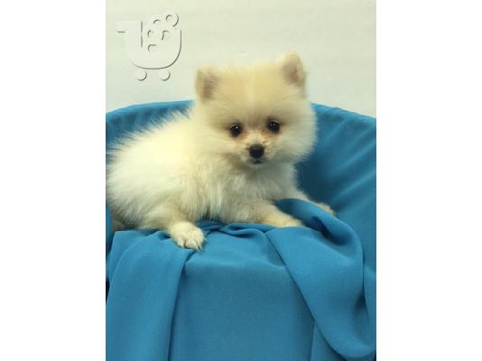 Τα κουτάβια Pomeranian Purebian διαθέσιμα
