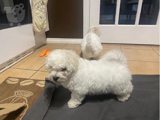 Όμορφα γεμάτα γενεαλογικά kc reg bichon frize κουτάβια,
