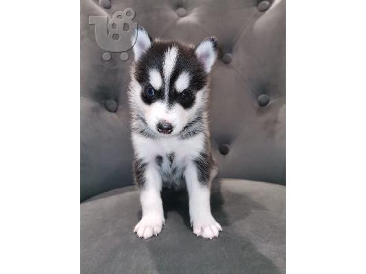 Όμορφα Pomsky κουτάβια