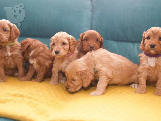PoulaTo: Όμορφα κουτάβια POODLE προς πώληση