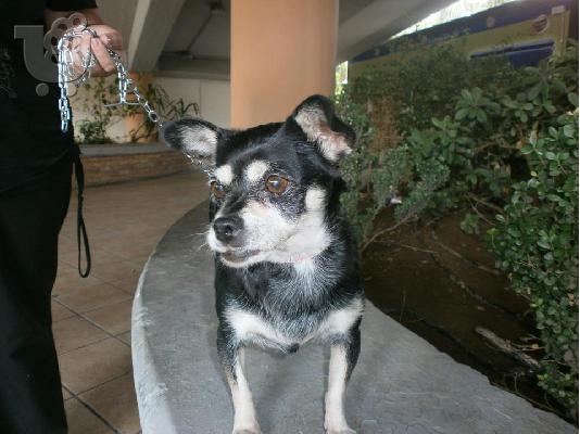 Βρεθηκε ηλικιωμενη μικροσωμη σκυλιτσα στο Κερατσινι...