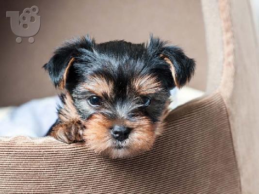 PoulaTo: Υγιείς Yorkie Pups