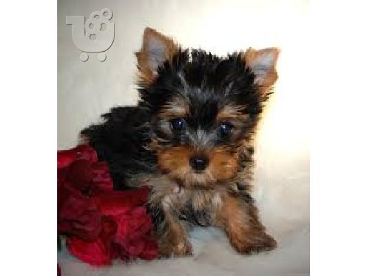 Ποιότητα Tiny Yorkie κουτάβια