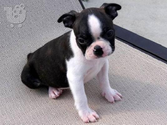 PoulaTo: Ειδική Boston Terrier κουτάβια