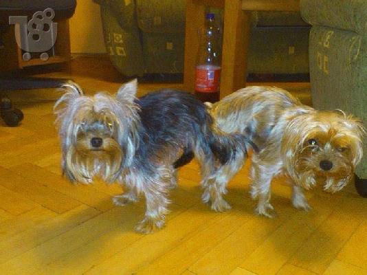 Yorkshire Terrier καθαροαιμα κουταβια Αθηνα 6979314054