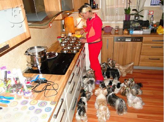 2 χαριτωμένο biewer yorkshire Terrier (αρσενικό και θηλυκό)