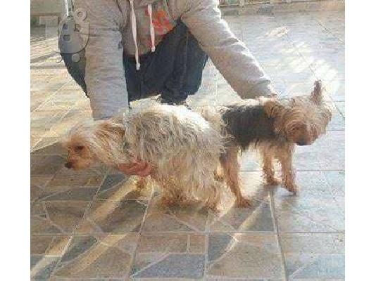 mini iorkshaer terrier 320euro