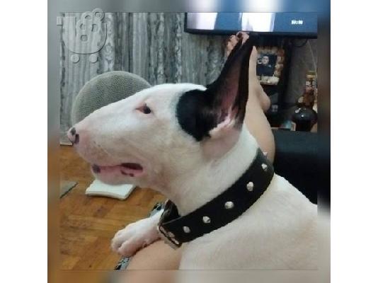 PoulaTo: BullTerrier Arseniko