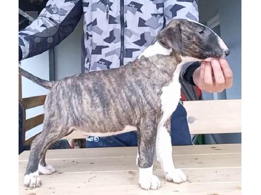 Bull Terrier κουτάβια