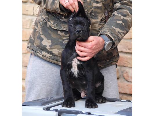 Cane Corso κουτάβια