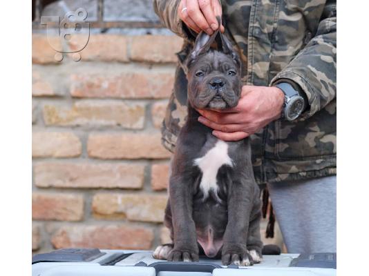 Cane Corso κουτάβια