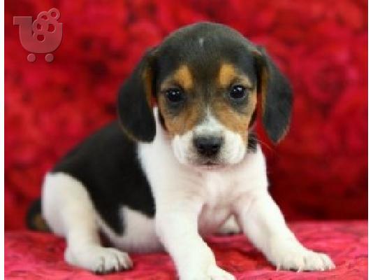 Štenci Beagle dostupni za prodaju kontaktirajte me putem (whatsapp 32460219218) ili (viber...