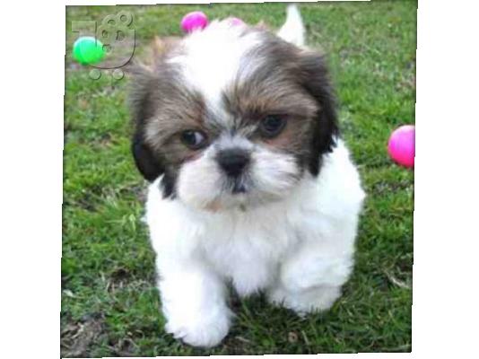 Awesome Shih Tzu Puppy Available