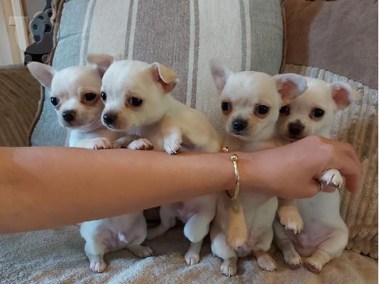 Ο Μιλ είχε τα πιο εκπληκτικά chihuahuas της φυλής