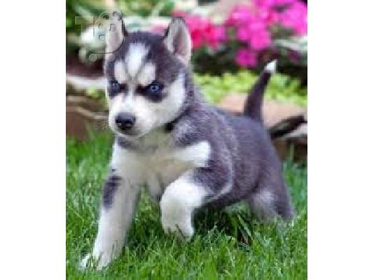 PoulaTo: Αρχική εκπαιδευμένα κουτάβια της Σιβηρίας Χουκέτες διαθέσιμα