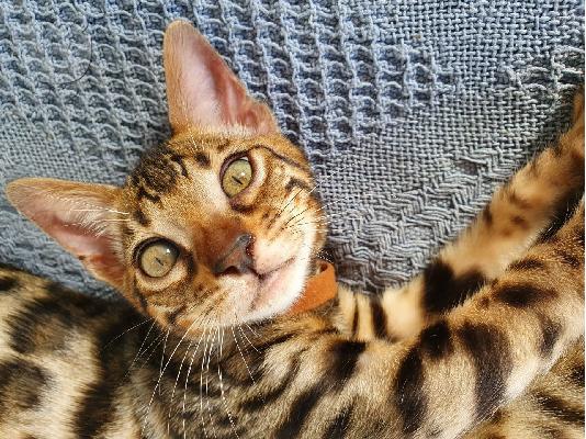PoulaTo: Ready * έτοιμο τώρα * εντυπωσιακό χιόνι Βεngal kittens * 