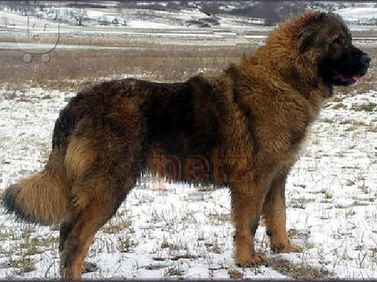 PoulaTo: Καυκασου καθαροαιμο κουταβακι