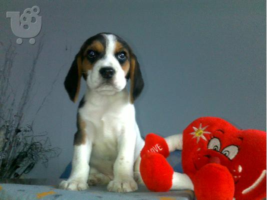 Kαλή τιμή!!!.Πουλάω όμορφα κουτάβια ράτσα BEAGLE- Μπιγκλ – 330 euro...