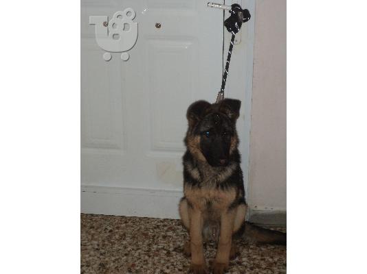 PoulaTo: ΠΟΛΕΙΤΑΙ ΛΥΚΟΣ