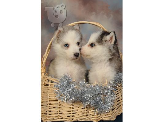 PoulaTo: Siberian Husky blue eyes