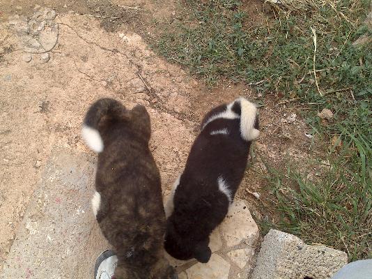 ΑΚΙΤΑ AMERICAN ΠΩΛΟΥΝΤΑΙ ΚΟΥΤΑΒΙΑ