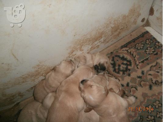 Κουτάβια golden retriever