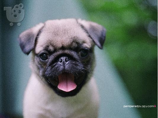 PoulaTo: κορυφαία κουτάβια pug