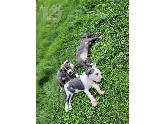 PoulaTo: Αμερικανικό PitBull Terrier κουτάβια