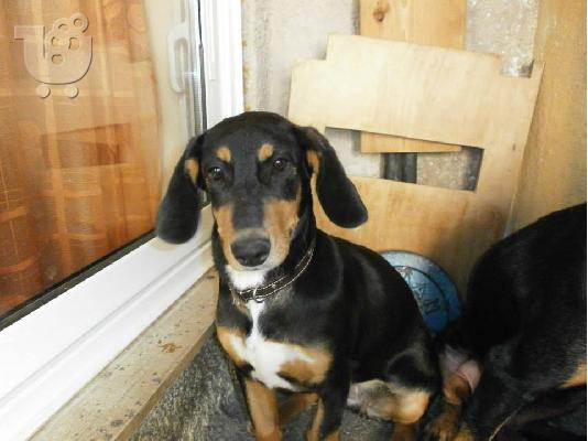 Σκυλακι χαριζεται