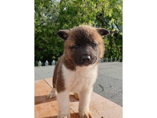 Πανέμορφα κουτάβια Akita.