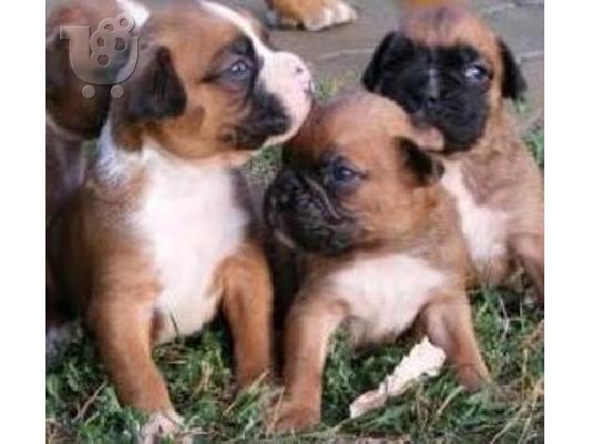 PoulaTo: Boxer καθαρόαιμα