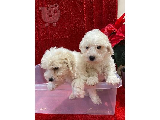 PoulaTo: Τα κουτάβια Maltipoo είναι έτοιμα τώρα
