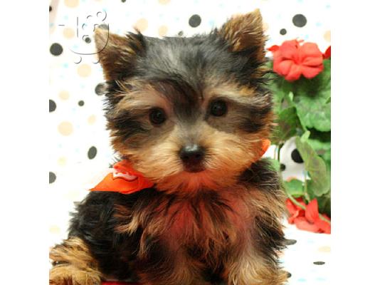 PoulaTo: Yorkshire Terrier προς πώληση με γενεαλογικά έγγραφα