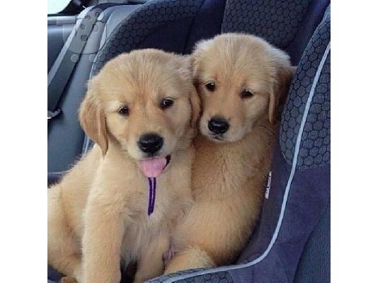 PoulaTo: Πωλούνται κουτάβια Golden Retriever