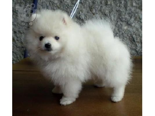 PoulaTo: Pomeranian καθαροαιμα θεσσαλονικη 6988190151
