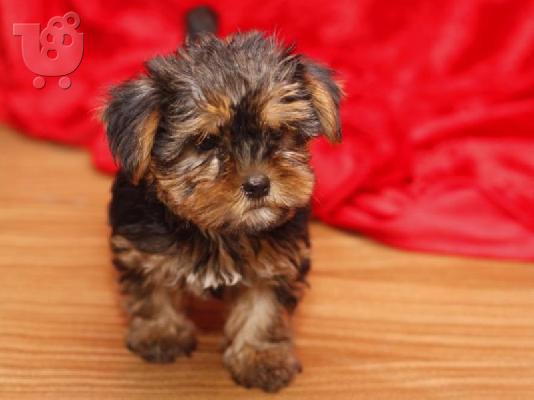 PoulaTo: Διατίθενται όμορφα κουτάβια Yorkshire Terrier.