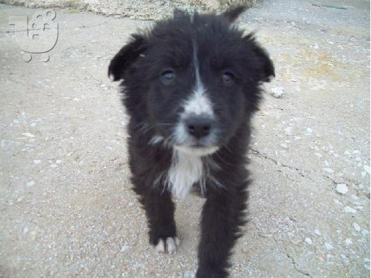 PoulaTo: Κουταβακια 2 μηνων χαριζονται