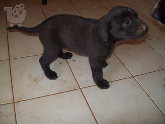 Κουταβουλες χαριζονται