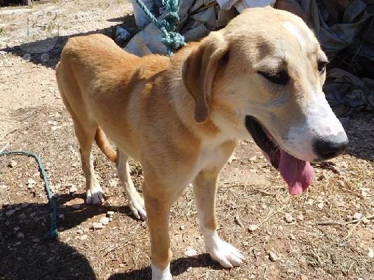 Labrador 7 μηνών