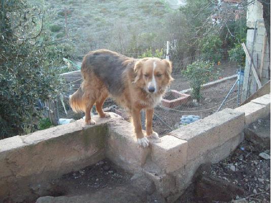 PoulaTo: Σκυλιτσα χαριζεται