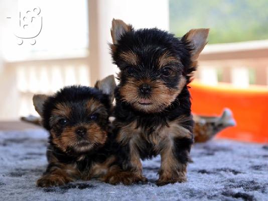 PoulaTo: Πανέμορφα, Υγιέστατα κουταβάκια Yorkshire