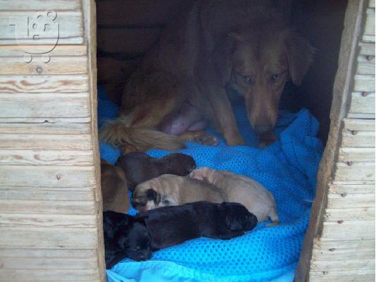 Νεογεννητα κουταβακια αναζητουν οικογενειες
