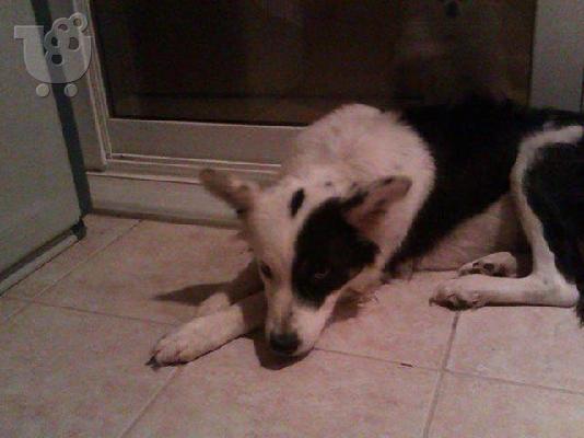 Μεγαλοσωμη Σκυλιτσα χαριζεται