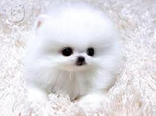Pomeranian κουτάβια Διαθέσιμο
