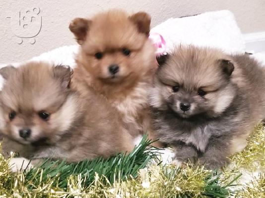 Δύο ωραία T-Cup Pomeranian Puppies