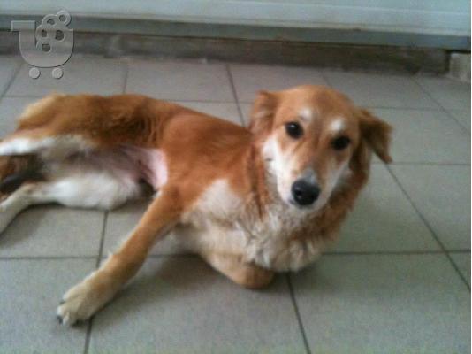 PoulaTo: Σκυλιτσα συντροφιας χαριζεται