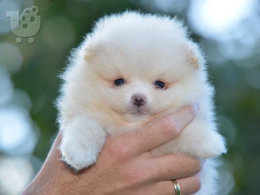 Pomeranian Spitz κουτάβια