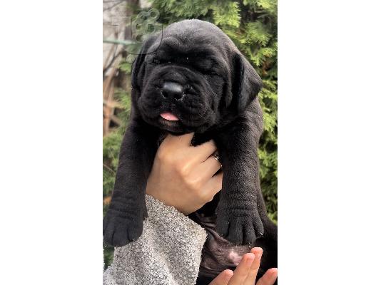 Νοτιοαφρικανικό Mastiff Boerboel κουτάβια προς πώληση