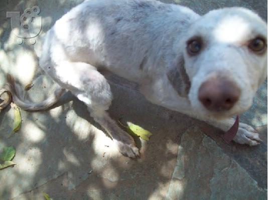 Μικροσωμο σκυλακι συντροφιας χαριζεται