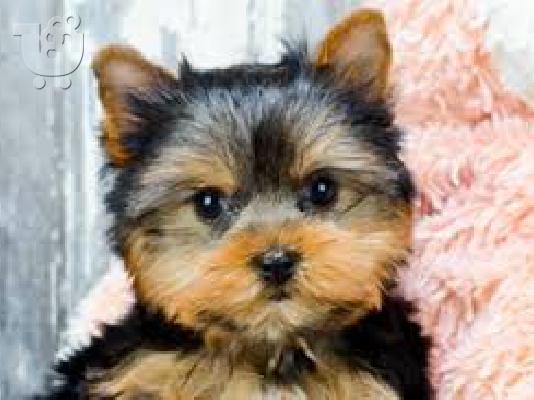 Yorkie κουτάβια για την υιοθεσία